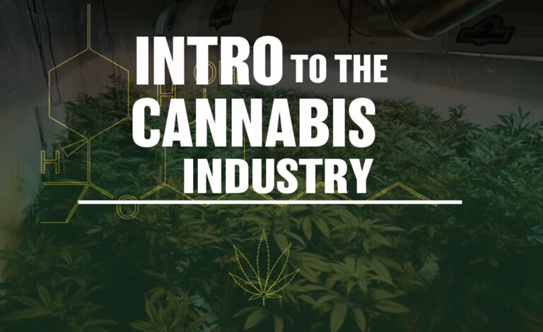 "Into to the Cannabis Industry" banner for cannabis industry courses