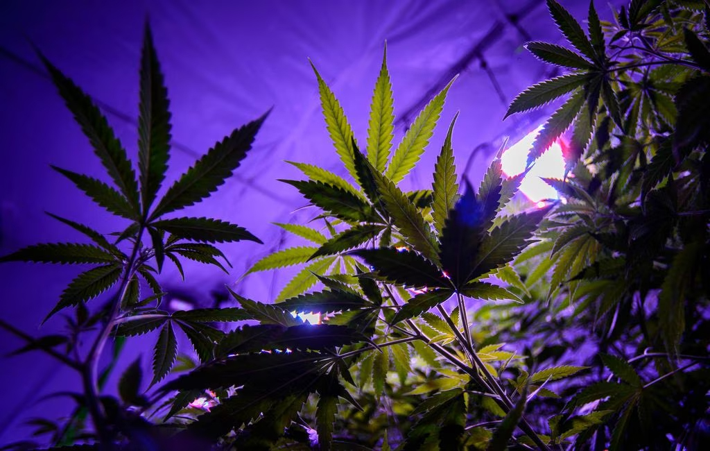 Photo of cannabis growing under lights